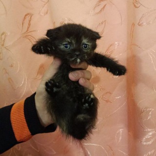 Смешные котята с авито