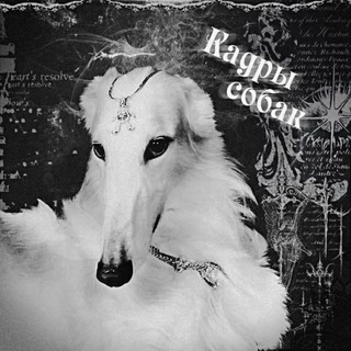 🐶🕷️Кадры Собак🕷️🐶