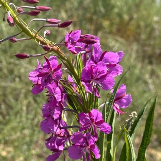 🌿🌿🌿Нелли курьер Аюра эмчи