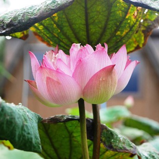 Аюрведа о жизни