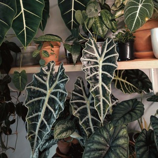 AzaRim | Plants and garden