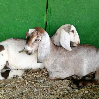 АзовкаЛПХ- #сыр_козий #гидролаты #мыло #птица #козлятина #косметика #станица_Азовская #Краснодар