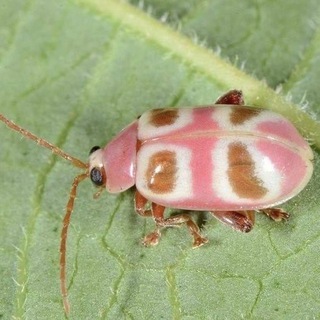 𝚈𝚘𝚞𝚛 𝚖𝚊𝚗𝚝𝚒𝚜☼𓆏♡𓆣⋆｡𖦹