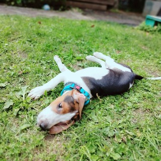 ˗ˏˋ ꒰ 🤍badi dogs🤎 ꒱ ˎˊ˗