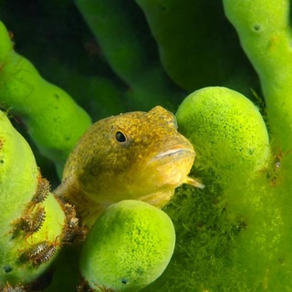 Baikaldiving - Дайвинг на Байкале