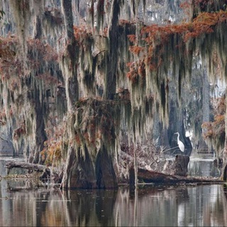 Бакелитовый Чай