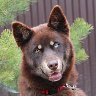 БАНДА 🐾 ДВОРЯН