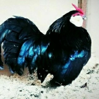 БАНТАМ N;1 Bantam N;1