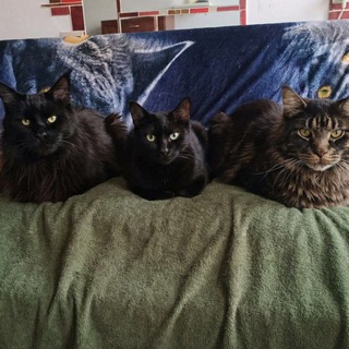 Барсо, Марсо и Шерсо