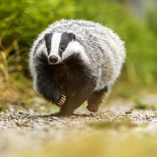 Барсучатник 🦡