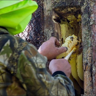 Мёд Башкирии ЭкоМаркет
