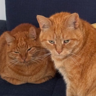 Батоша и Павлек