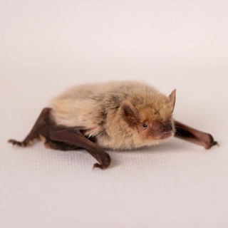 Центр реабилитации рукокрылых Московского зоопарка