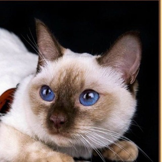 Тайские котята питомник Bayazet