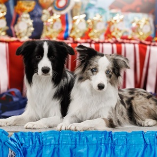 Flying Foxes Team Bastetta