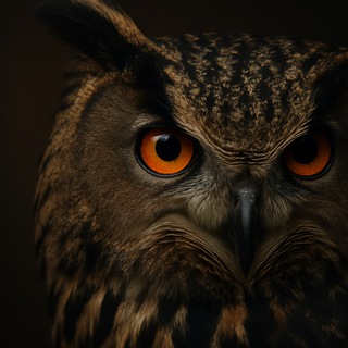 Бдящий Филин — Школа. Вуз. Наука.