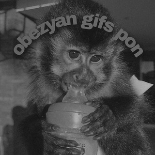 ☀️obezyan gifs pon/гифки с обезьянами(заброшено)