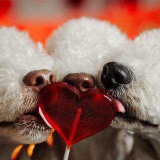 Бедлингтон квинтет: хвосты Петербурга