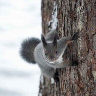 Белочки ТГУ