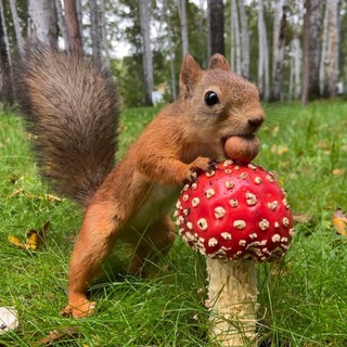 Дикие белки