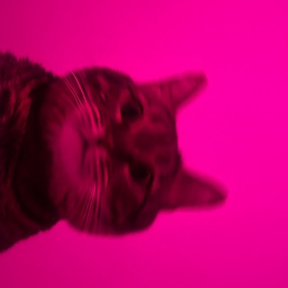 всратые фотки беляша