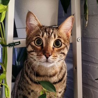 Бенгальский пирожок😼