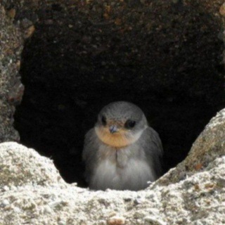 Блог Береговушки