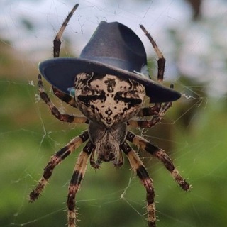 В мире животных