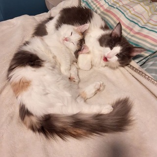 Берти и Бузя