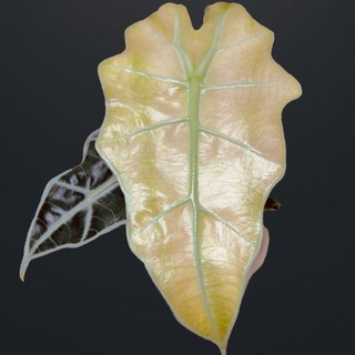 Best exotic plants 🪴