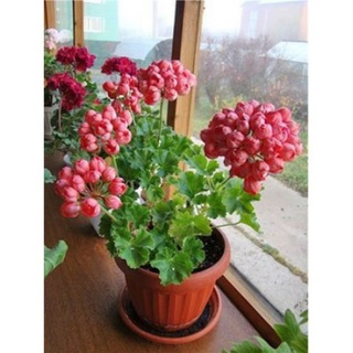 Как ухаживать за цветами дома