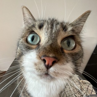 скучни кошка