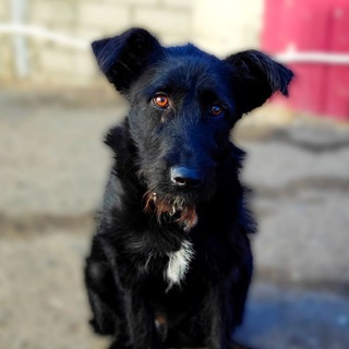 ❤️Помощь бездомным животным Преданные ❤