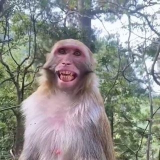 Бибизяни манке пон