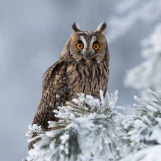 Птицы | Животные