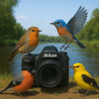 Птицы в кадре