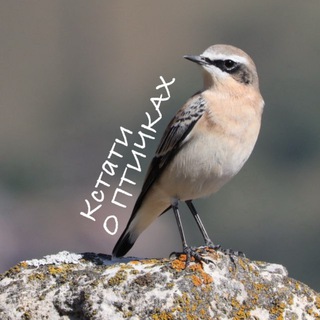 Кстати о птичках