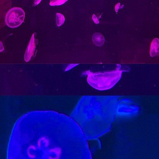 BISEXUAL SAFEPLACE | 𖥔 ݁ ₊ ⊹ . ₊