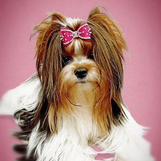 Бивер Ариша и К°