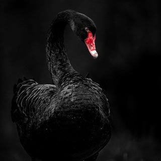 Black Swan ⬛