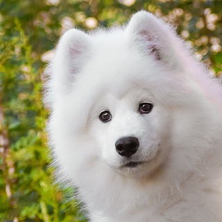 Блохастый канал