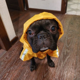 Черника (бульдоггер) / Blueberry(frenchie)