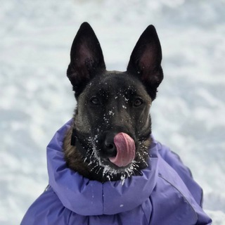 Бельгийская овчарка Кассия