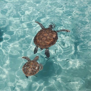 ׅ ࣪𓏲ּ ֶָ морская рутина 🌊