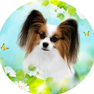 Bogema Presents 🦋 питомник папийоны