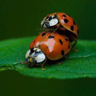 Багиня.орг🐞🐞 форум - сообщества насикомых @Boginya_org, экс ФСН