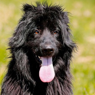 Команда бородатиков