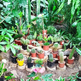 Ботанический сад Амурск🌴🌵☘