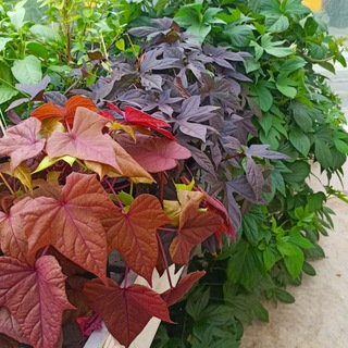 Каталог Семян и Растений