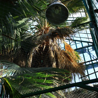 Ботанический сад ЮФУ🌴 Экскурсии, курсы фитодизайна и садоводства, квесты для детей👫